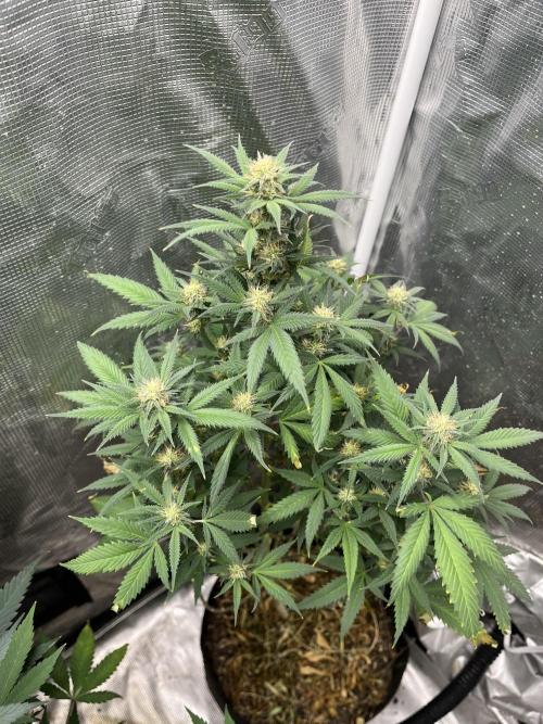 Big Mase! Not the lil one!. Week 17