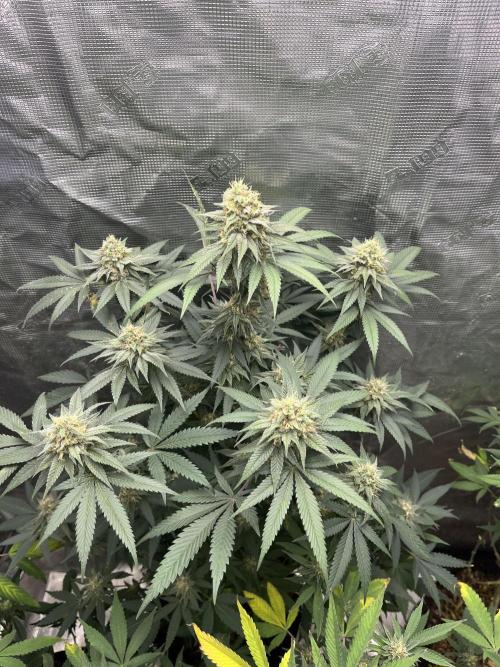 Big Mase! Not the lil one!. Week 17