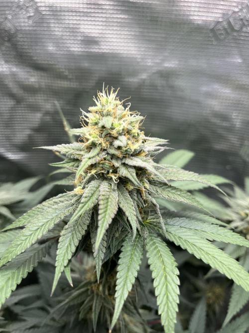 Big Mase! Not the lil one!. Week 17