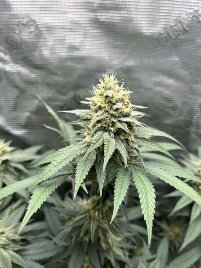 Big Mase! Not the lil one!. Week 20