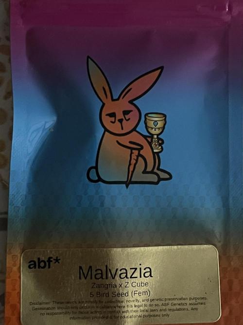ABF MALVAZIA. Week 3