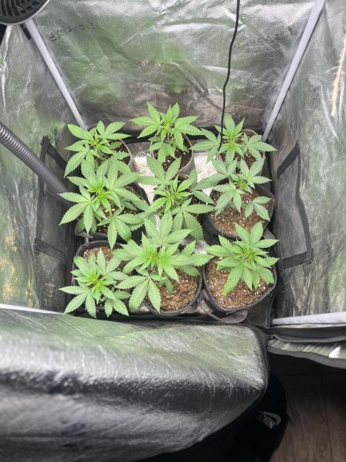 ABF MALVAZIA. Week 3