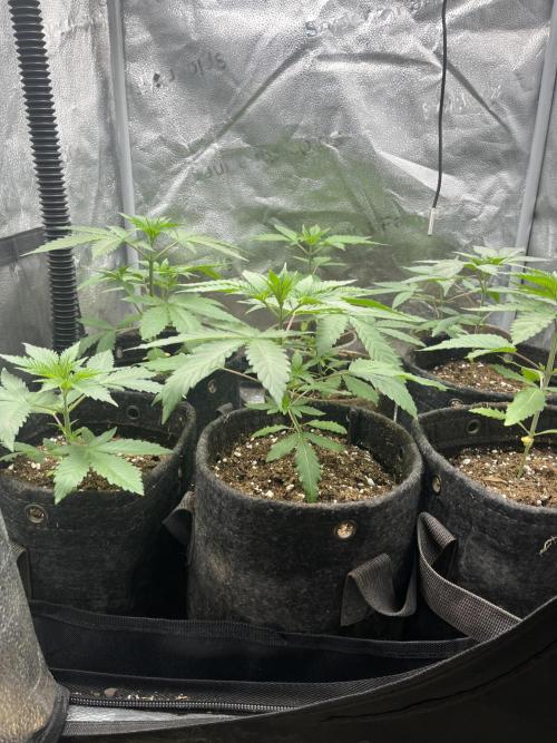 ABF MALVAZIA. Week 3