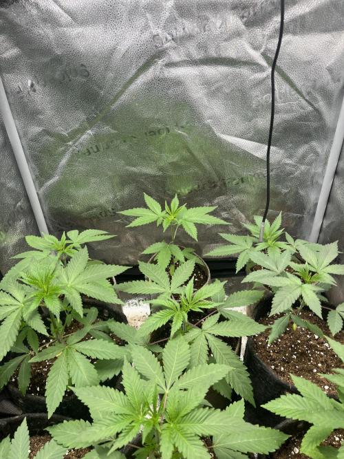 ABF MALVAZIA. Week 3