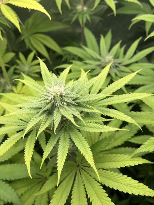 ABF MALVAZIA. Week 9