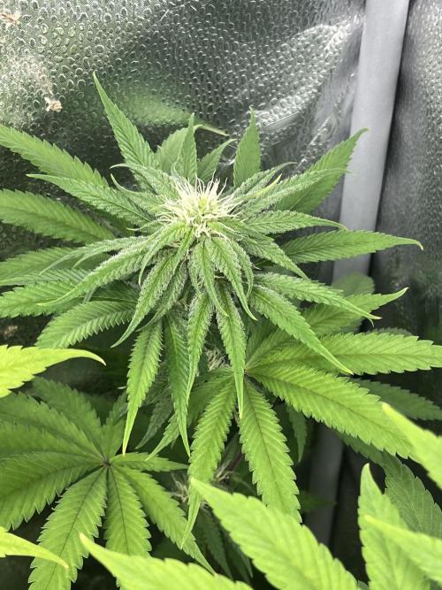 ABF MALVAZIA. Week 9