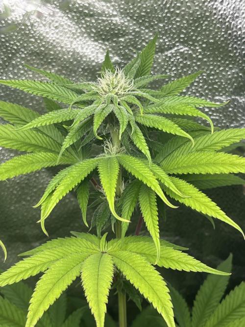 ABF MALVAZIA. Week 9