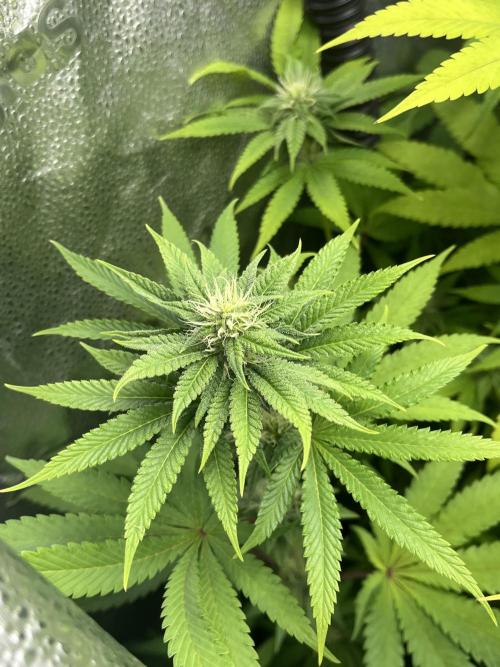 ABF MALVAZIA. Week 9
