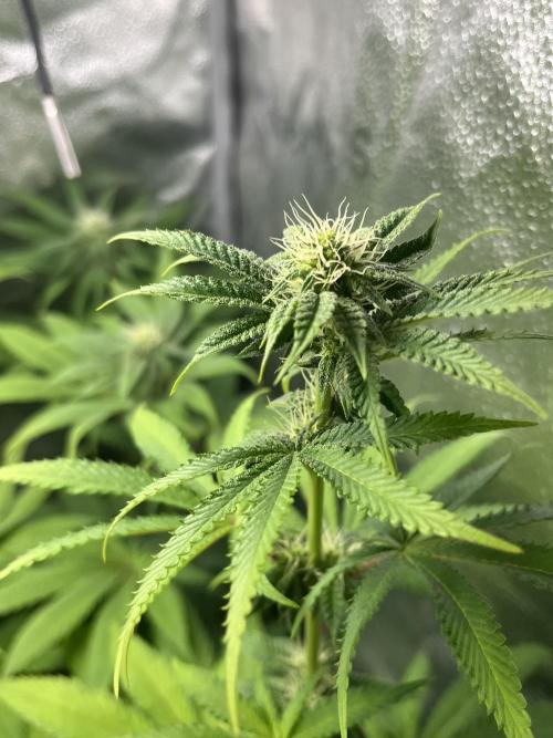 ABF MALVAZIA. Week 9