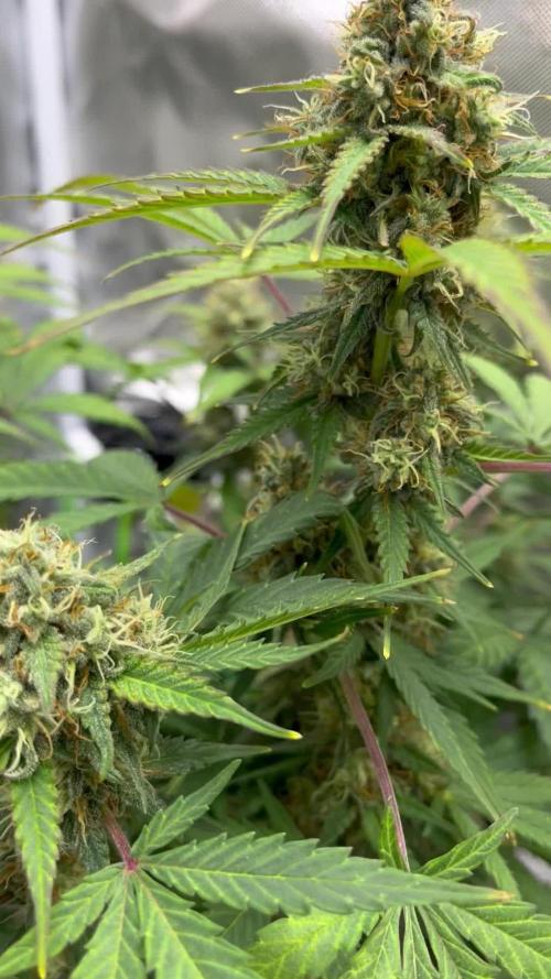 First Grow Let’s Go!