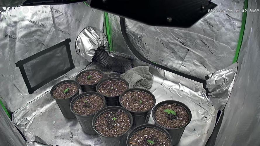 Minnesota Grow. Week 0