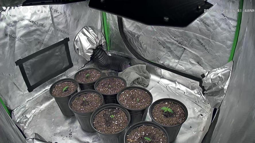 Minnesota Grow. Week 0