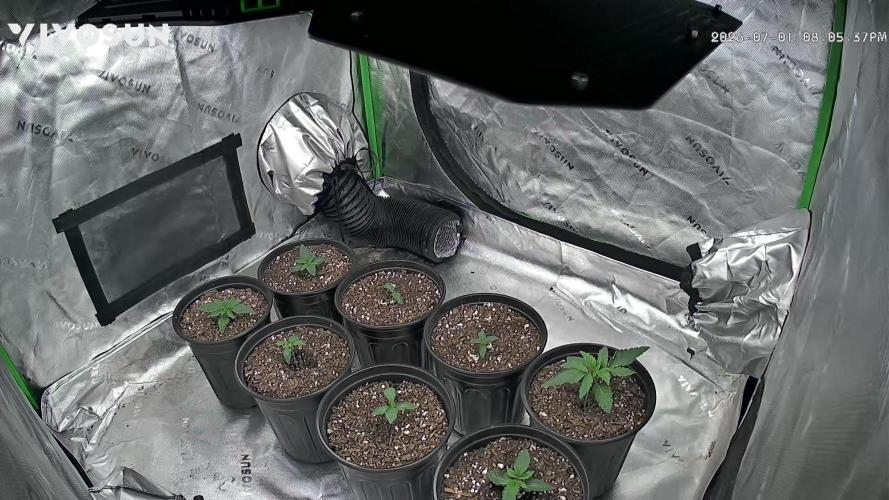 Minnesota Grow. Week 0