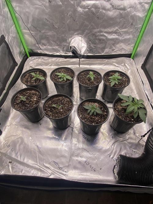 Minnesota Grow. Week 0