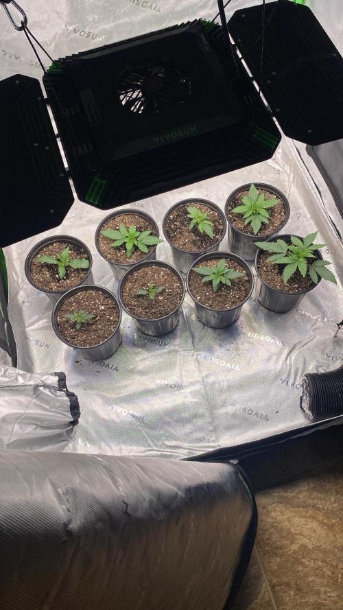 Minnesota Grow. Week 0