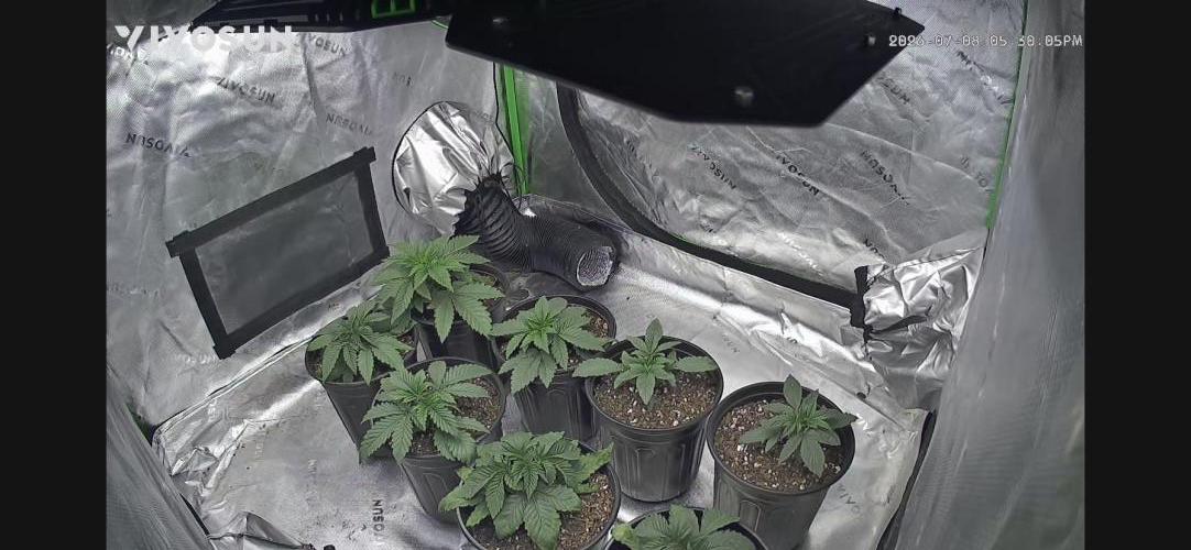 Minnesota Grow. Week 0