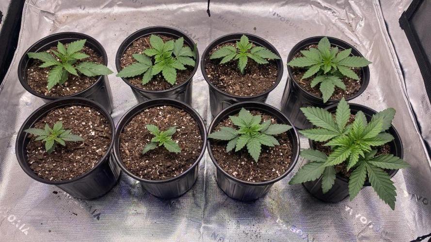 Minnesota Grow. Week 0