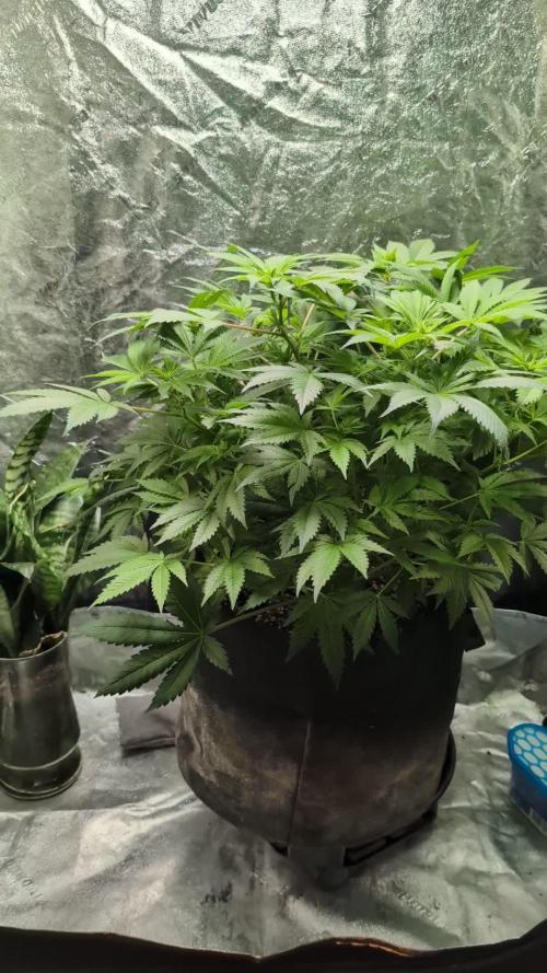 Reina de Africa Grow