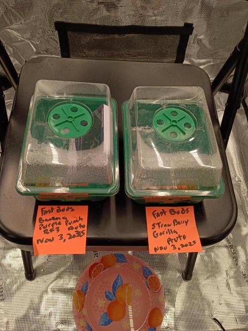 Fast buds grow promo( 419budz). Week 1