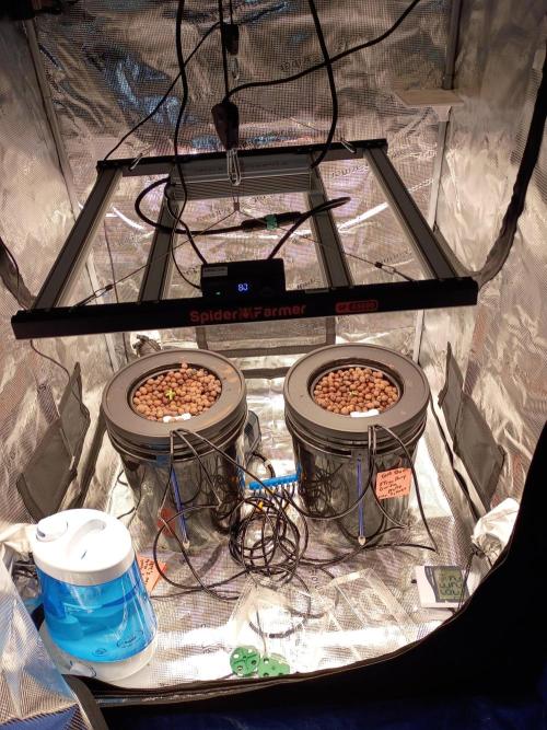 Fast buds grow promo( 419budz). Week 2 - Just put in dwc system. First time ever growing dwc