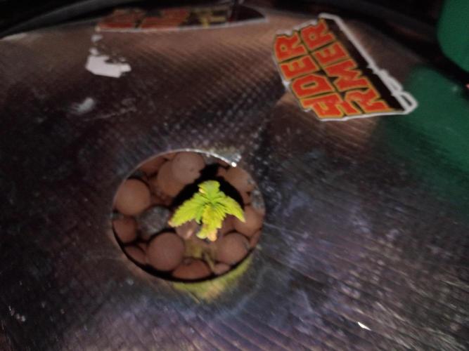 Fast buds grow promo( 419budz). Week 2