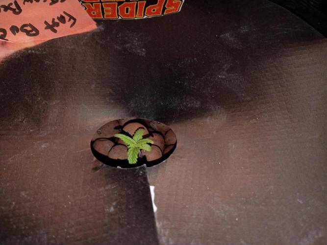 Fast buds grow promo( 419budz). Week 2