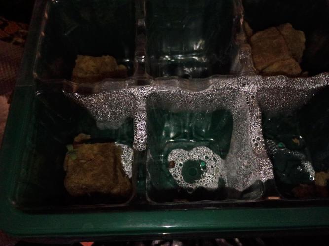 Ethos genetics 419 grow 2. Week 0 - Day 3 from seed drop