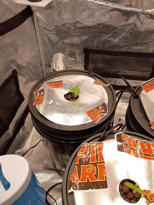 Fast buds grow promo( 419budz). Week 3