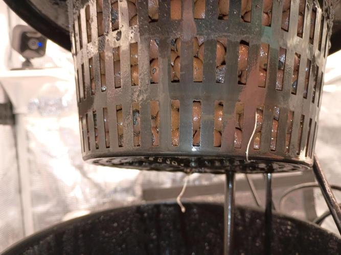 Fast buds grow promo( 419budz). Week 3