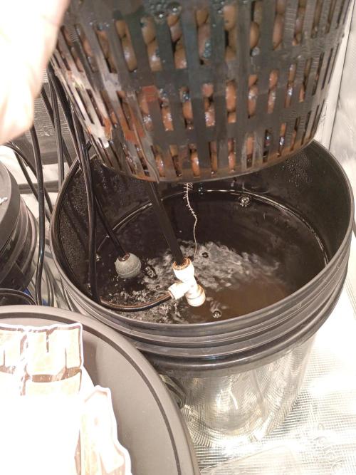 Fast buds grow promo( 419budz). Week 3