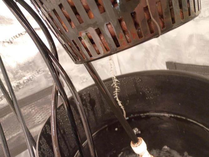 Fast buds grow promo( 419budz). Week 3