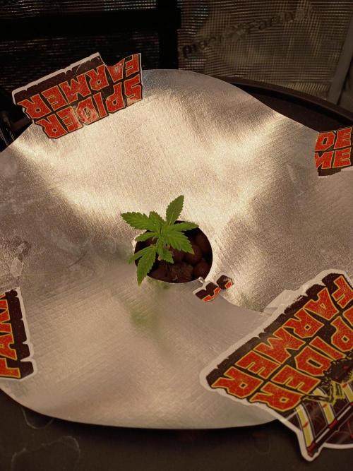 Fast buds grow promo( 419budz). Week 3