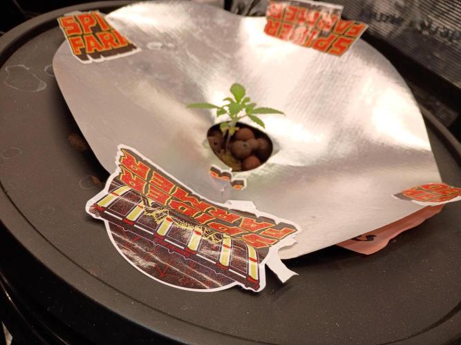 Fast buds grow promo( 419budz). Week 3