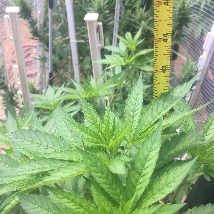 White Widow. Week 16