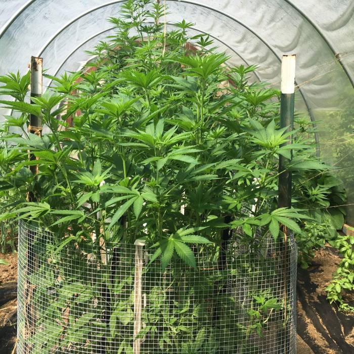 White Widow. Week 17