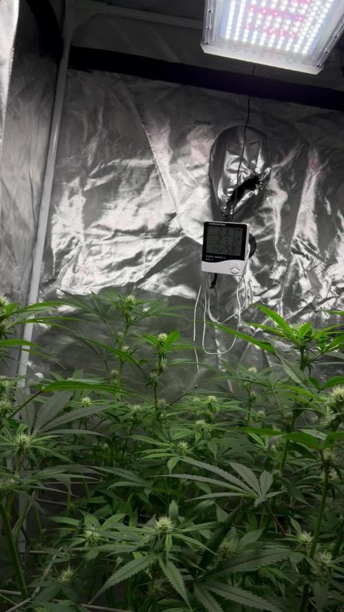  HIDROPONIC GTA - GORILLA x TRUE MINTS x APRICOT