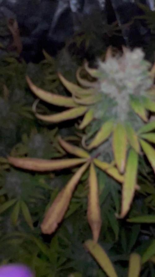  HIDROPONIC GTA - GORILLA x TRUE MINTS x APRICOT