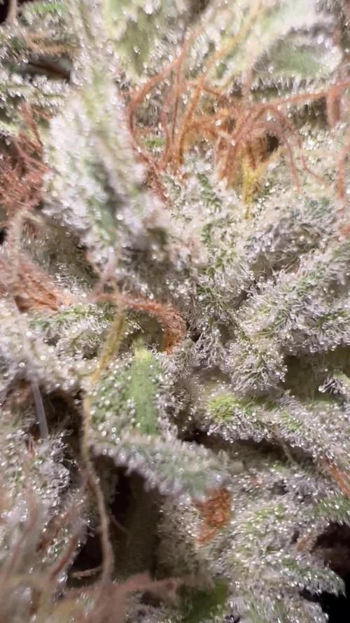  HIDROPONIC GTA - GORILLA x TRUE MINTS x APRICOT