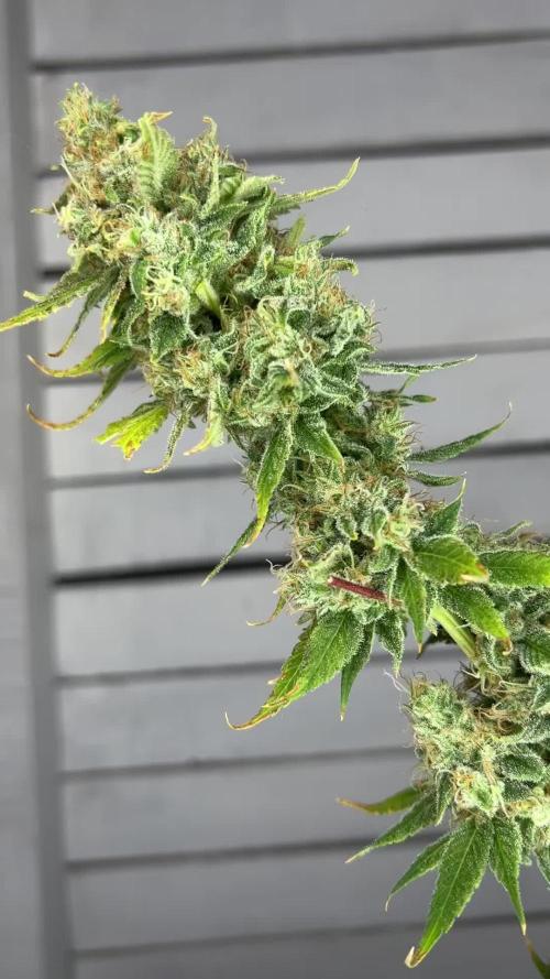  HIDROPONIC GTA - GORILLA x TRUE MINTS x APRICOT