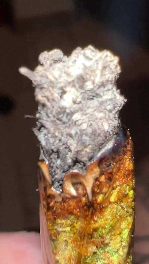  HIDROPONIC GTA - GORILLA x TRUE MINTS x APRICOT