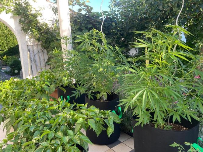 BloomCraft Organics Grow. Week 4