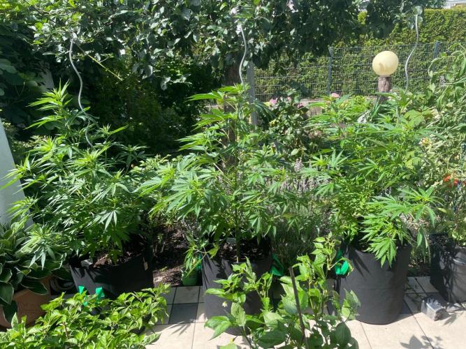 BloomCraft Organics Grow. Week 4