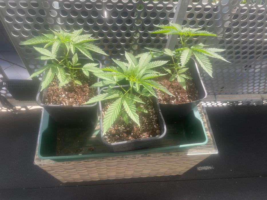 BloomCraft Organics Grow. Week 2