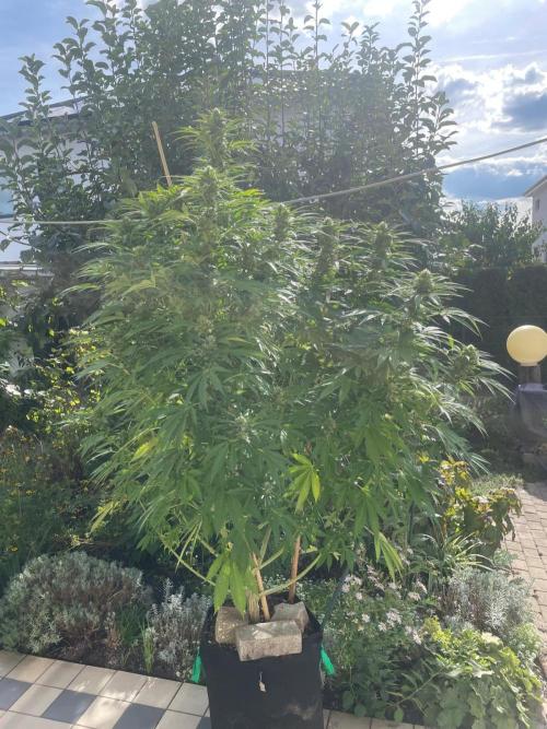 BloomCraft Organics Grow. Week 12