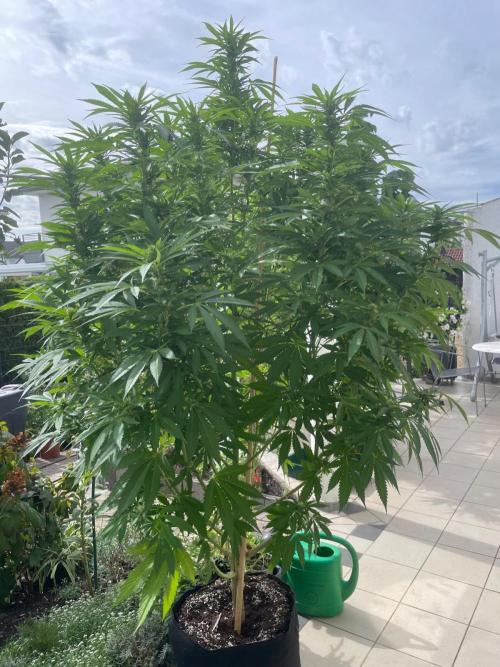 BloomCraft Organics Grow. Week 8
