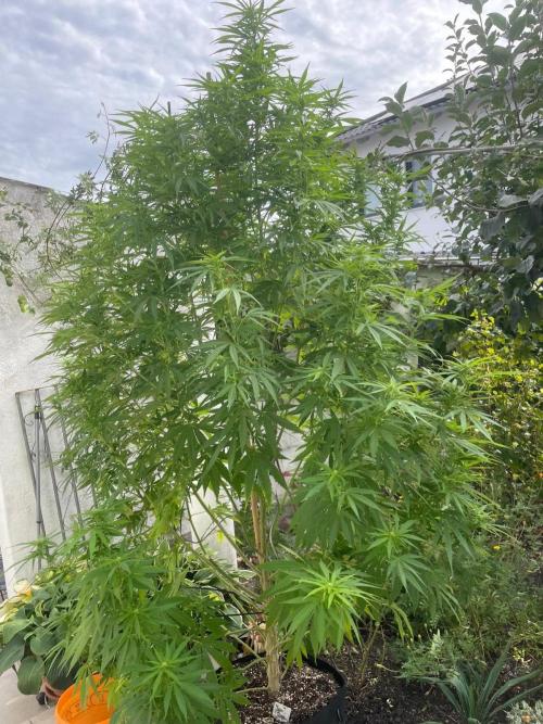 BloomCraft Organics Grow. Week 8