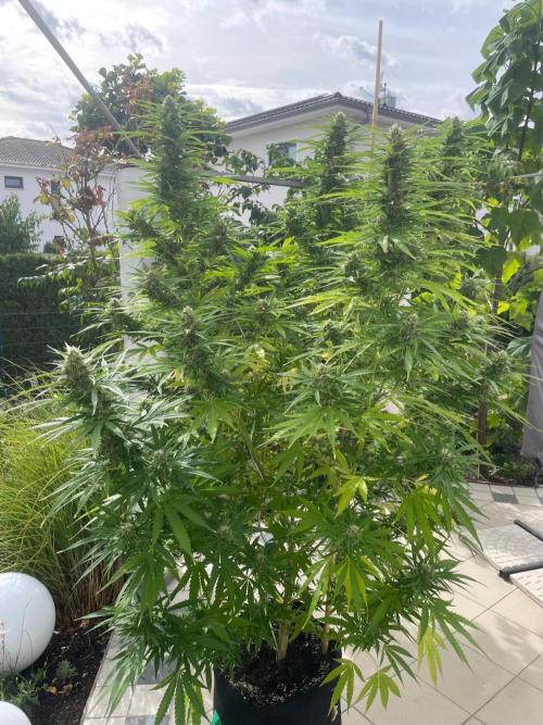 BloomCraft Organics Grow. Week 11