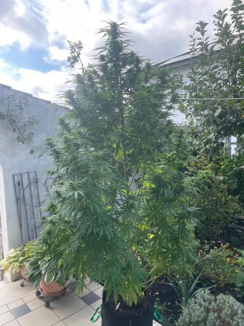 BloomCraft Organics Grow. Week 11