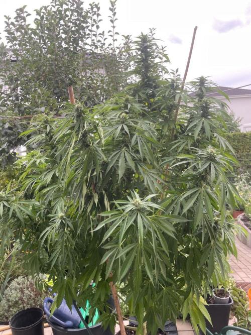 BloomCraft Organics Grow. Week 11