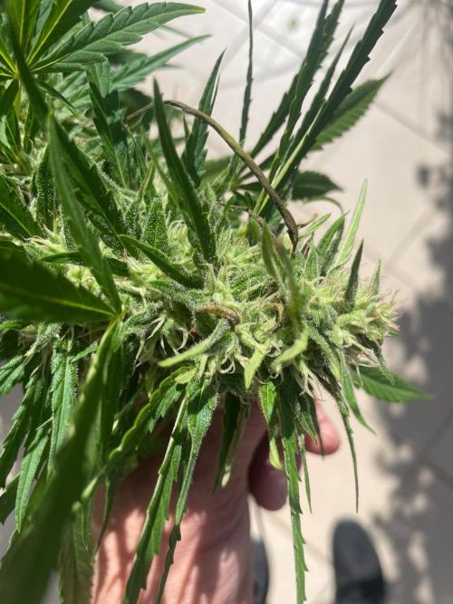BloomCraft Organics Grow. Week 11